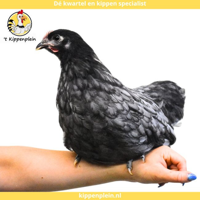 foto van kleur Gezoomd Blauw