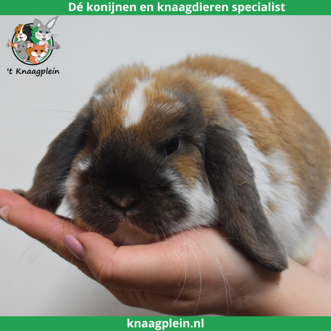 foto van kleur Madagascar bont