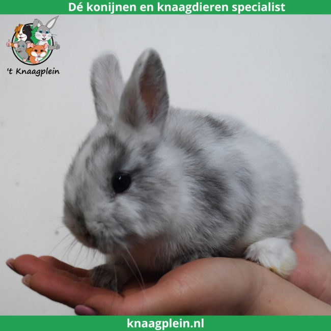 foto van kleur Kleurdwerg - Rohn