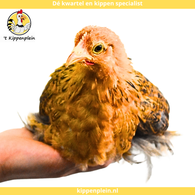 foto van kleur Goudzwartgezoomd