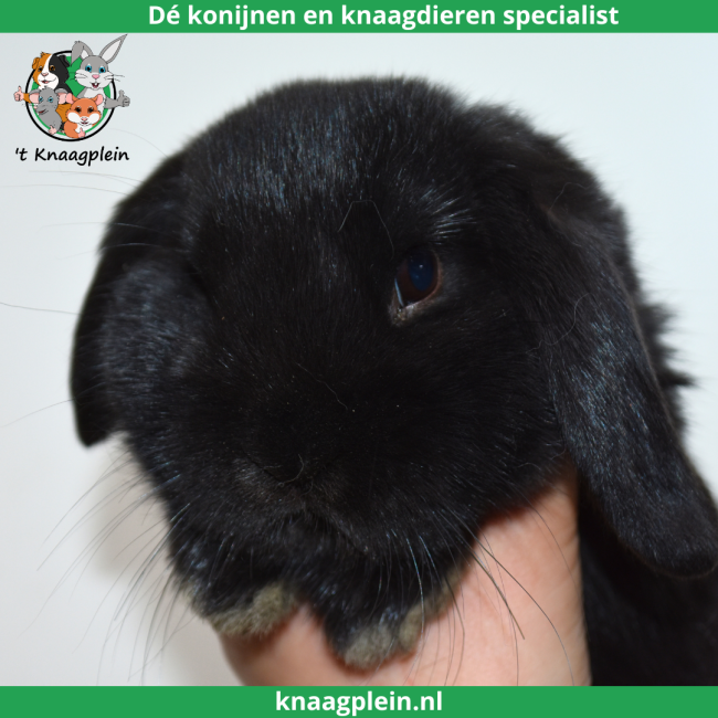 foto van kleur Zwart