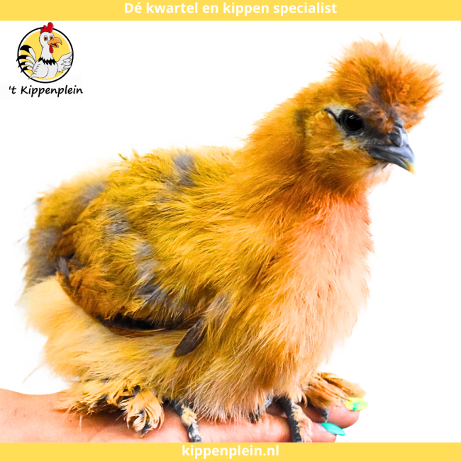 foto van kleur Buff
