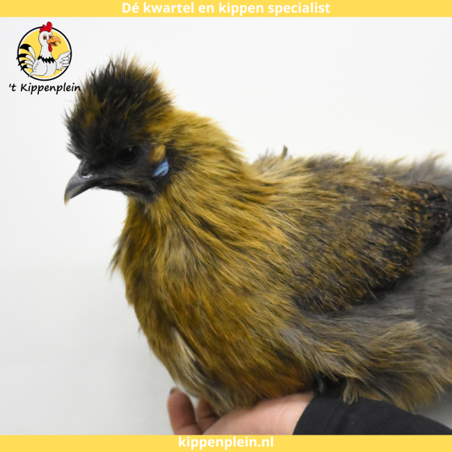 foto van kleur Goudpatrijs