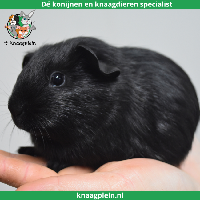 foto van kleur Zwart