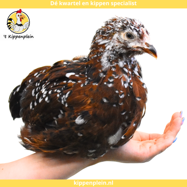 foto van kleur Roodporselein
