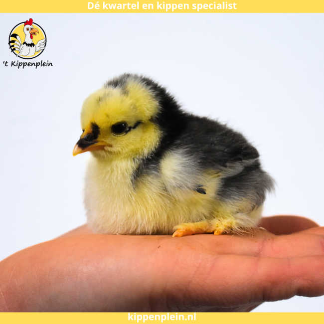 foto van kleur Zwart / Wit Gepareld