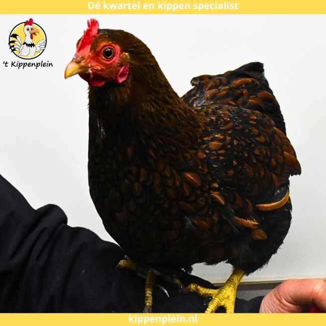 foto van kleur Goudzwartgezoomd