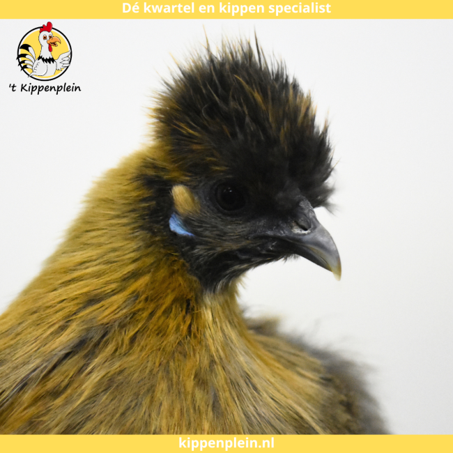 foto van kleur Goudpatrijs