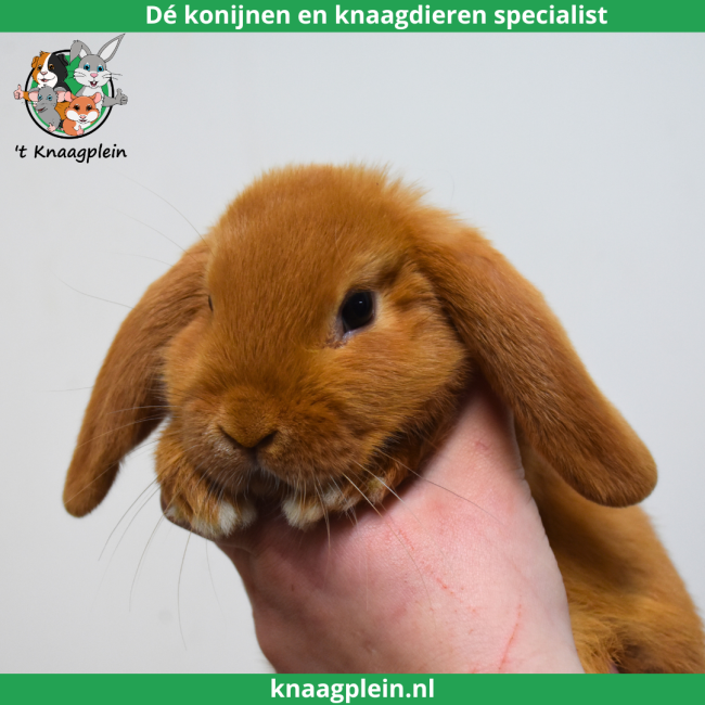 foto van kleur Oranje