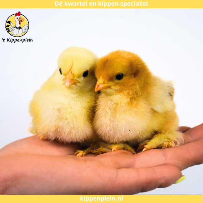 foto van kleur Diverse Kleuren