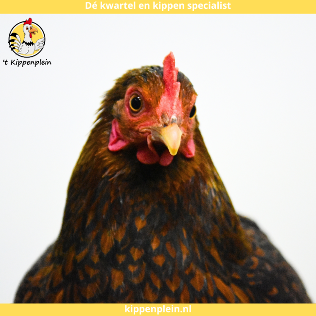 foto van kleur Goudzwartgezoomd