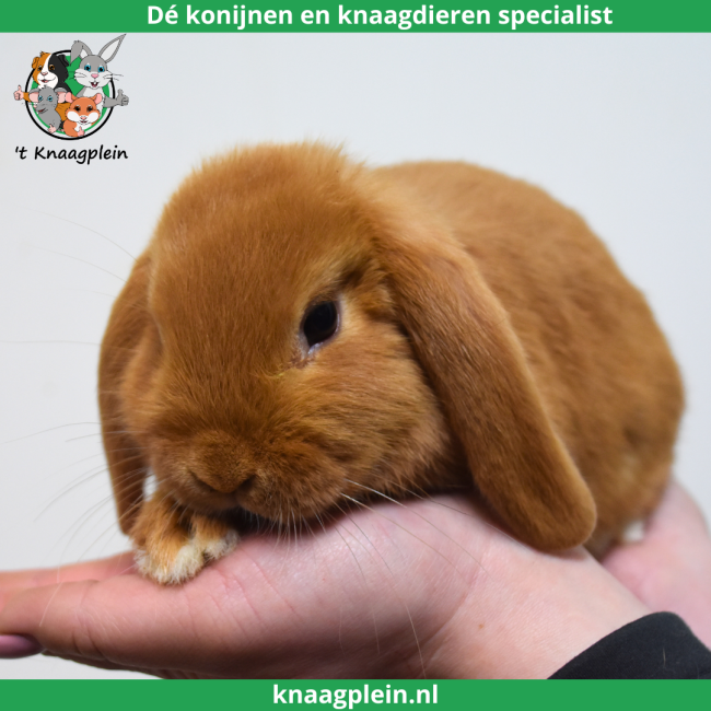 foto van kleur Oranje