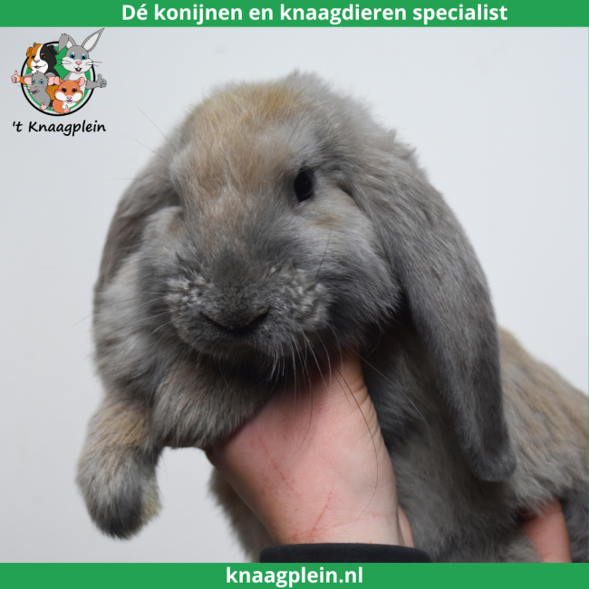 foto van kleur Isabella