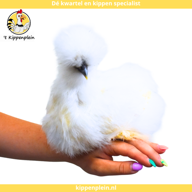foto van kleur Wit