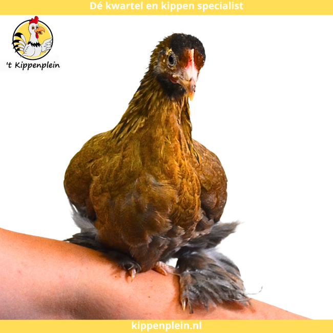 foto van kleur Goudblauwgezoomd