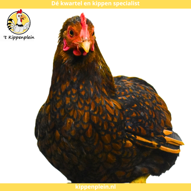 foto van kleur Goudzwartgezoomd