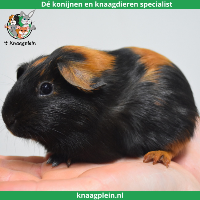 foto van kleur Zwart / Rood