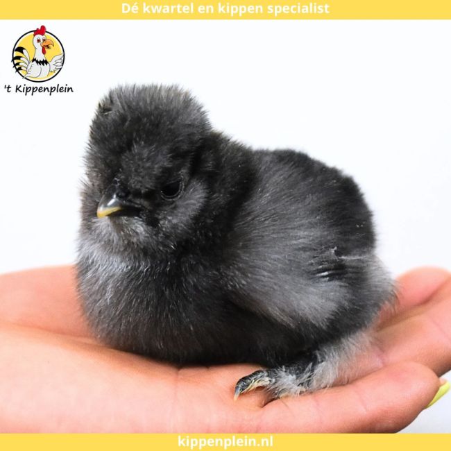 foto van kleur Diverse Kleuren