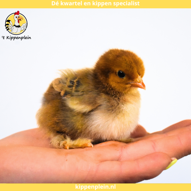 foto van kleur Diverse Kleuren