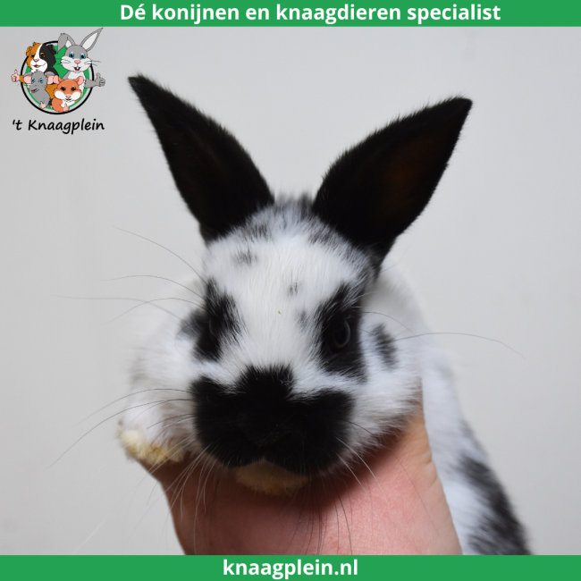 foto van kleur Lotharingerdwerg