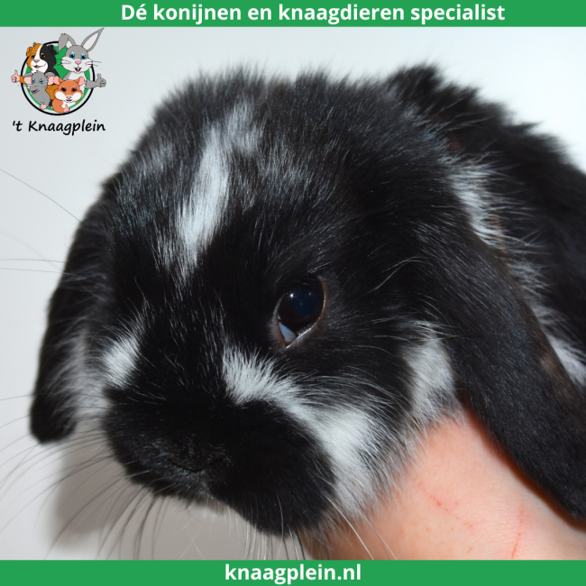 foto van kleur Zwart bont