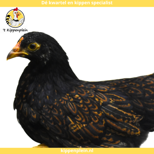 foto van kleur Goud Dubbel Gezoomd