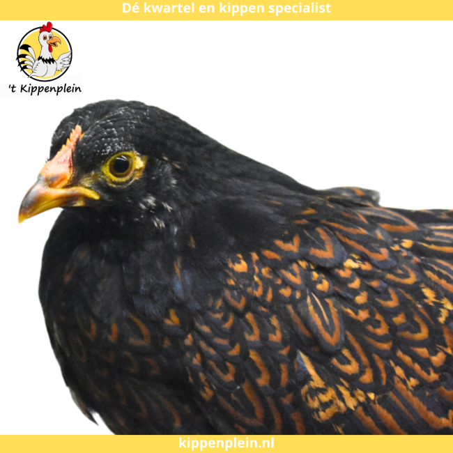 foto van kleur Goud Dubbel Gezoomd