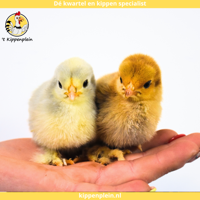 foto van kleur Diverse Kleuren