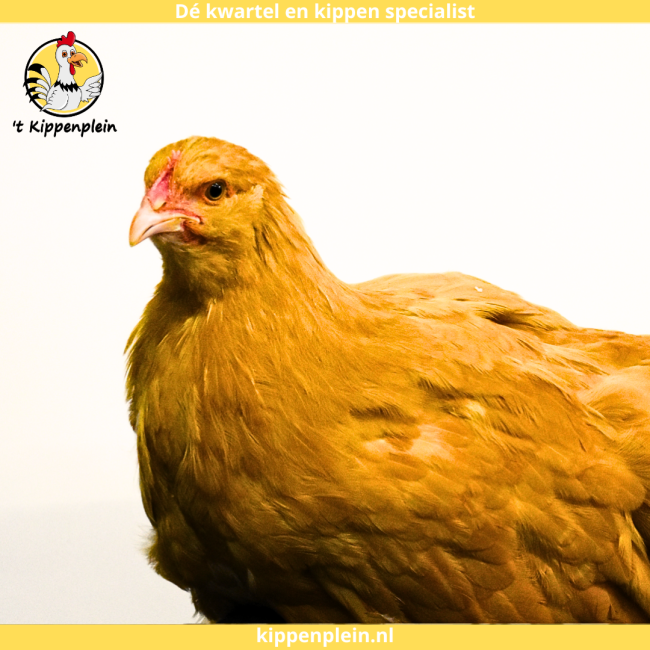 foto van kleur Buff