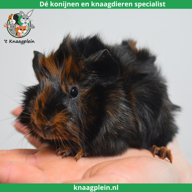 foto van kleur Zwart / rood