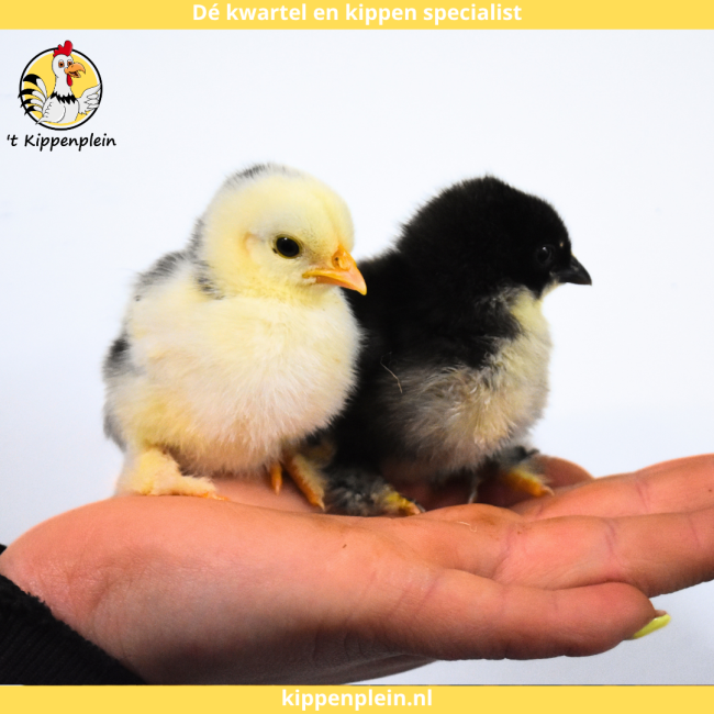 foto van kleur Diverse Kleuren