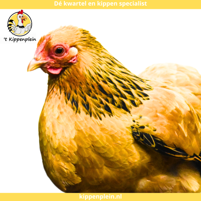 foto van kleur Buff-zwartcolumbia
