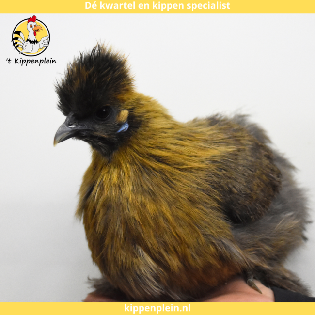foto van kleur Goudpatrijs