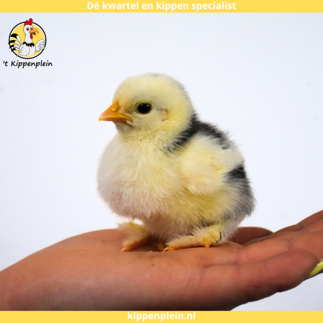 foto van kleur Zwart / Wit Gepareld