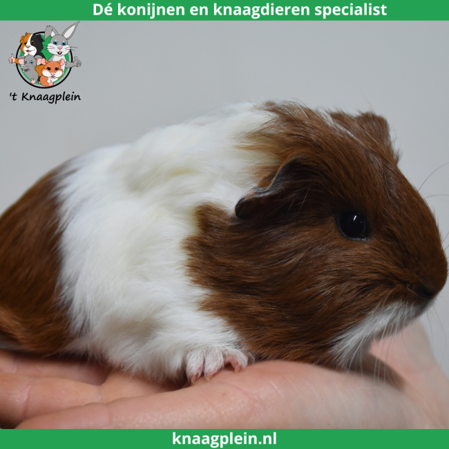 foto van kleur Rood bont