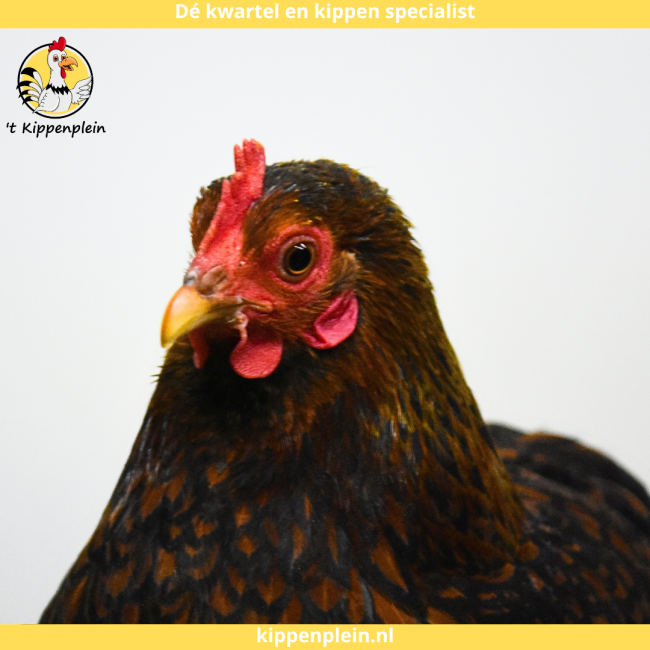 foto van kleur Goudzwartgezoomd