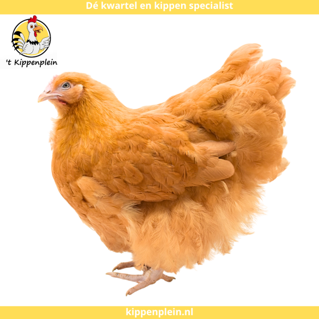 foto van kleur Buff