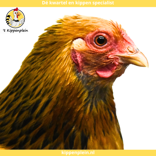 foto van kleur Buff-zwartcolumbia