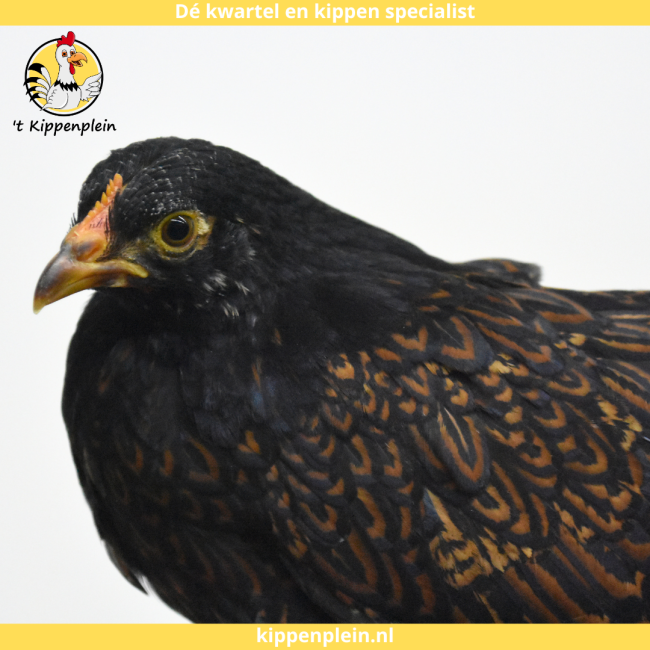 foto van kleur Goud Dubbel Gezoomd