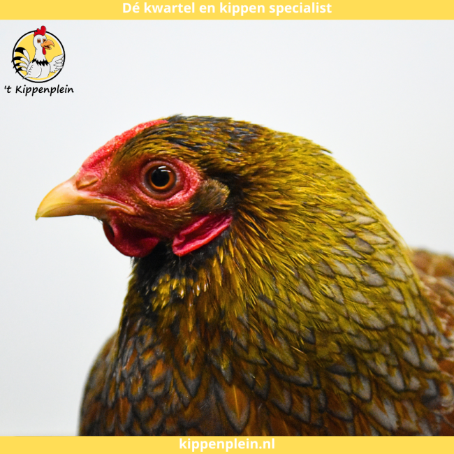 foto van kleur Meerzomig blauwpatrijs