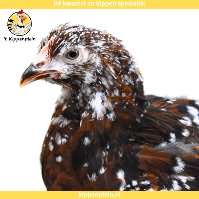foto van kleur Roodporselein