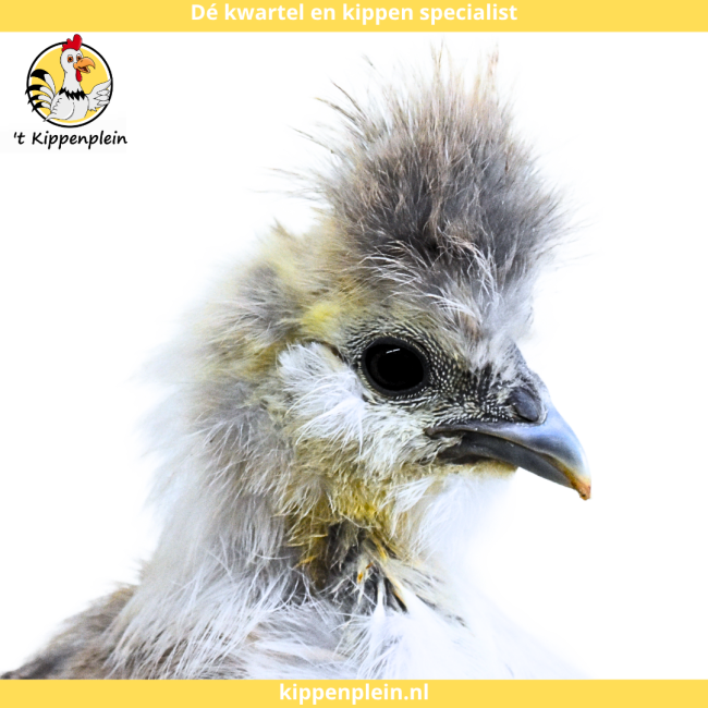 foto van kleur Parelgrijs