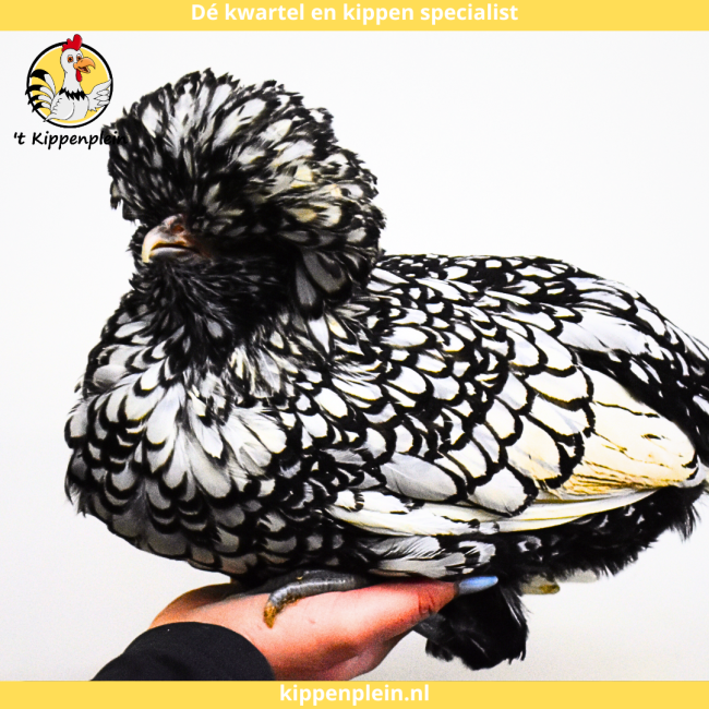 foto van kleur Zilver Gezoomd