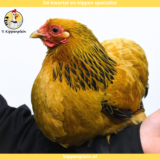 foto van kleur Buff-zwartcolumbia