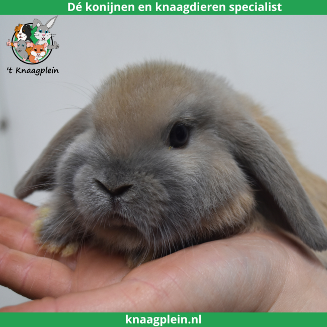 foto van kleur Isabella