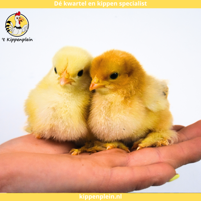 foto van kleur Diverse Kleuren