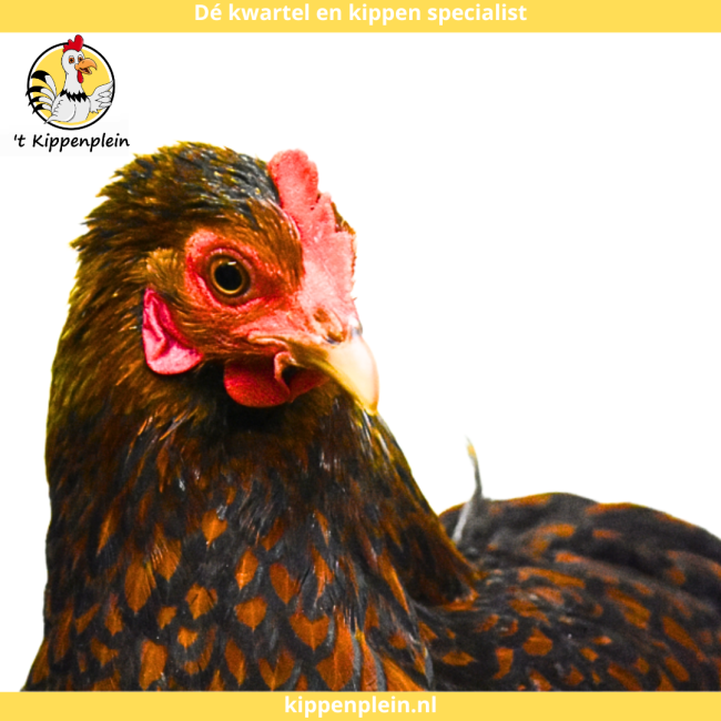 foto van kleur Goudzwartgezoomd
