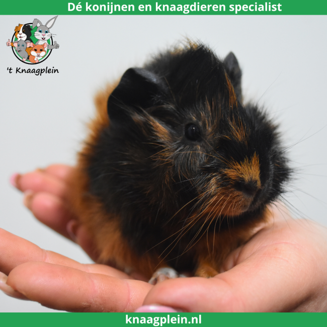 foto van kleur Zwart / rood