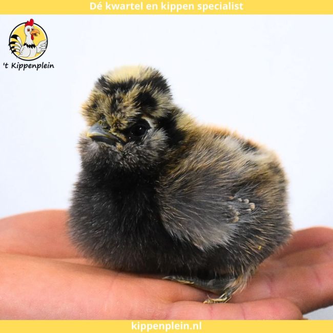 foto van kleur Diverse Kleuren