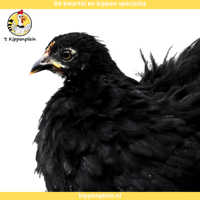 foto van kleur Zwart